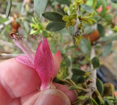 Eremophila maculata