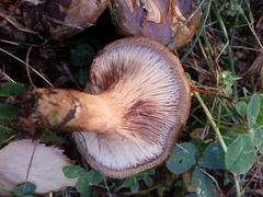 Paxillus