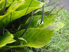 Anthurium acaule