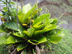 Anthurium acaule