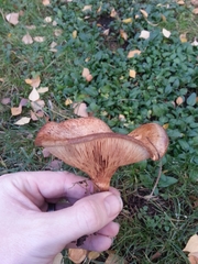 Paxillus
