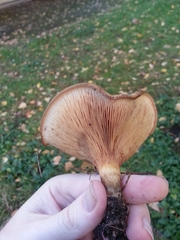 Paxillus