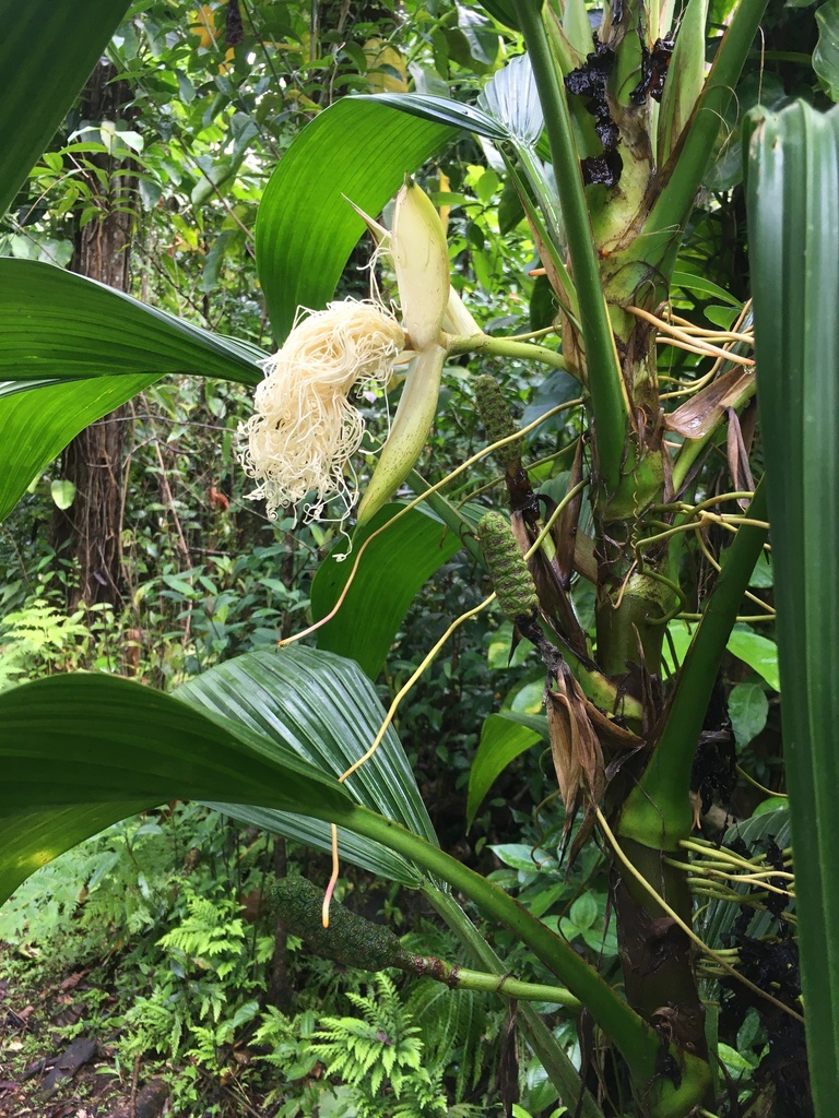 Asplundia rigida