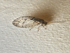 Wesmaelius subnebulosus