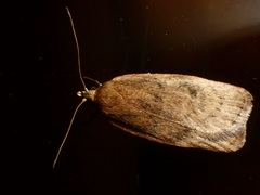 Phaeosaces coarctatella