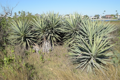 Spanish dagger