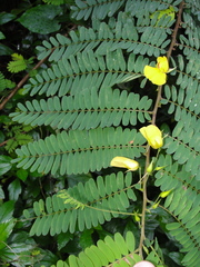 Chamaecrista glandulosa