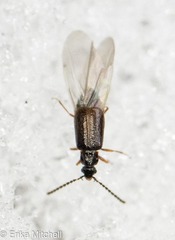 Carcinocephalus flavidus