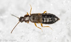 Carcinocephalus flavidus