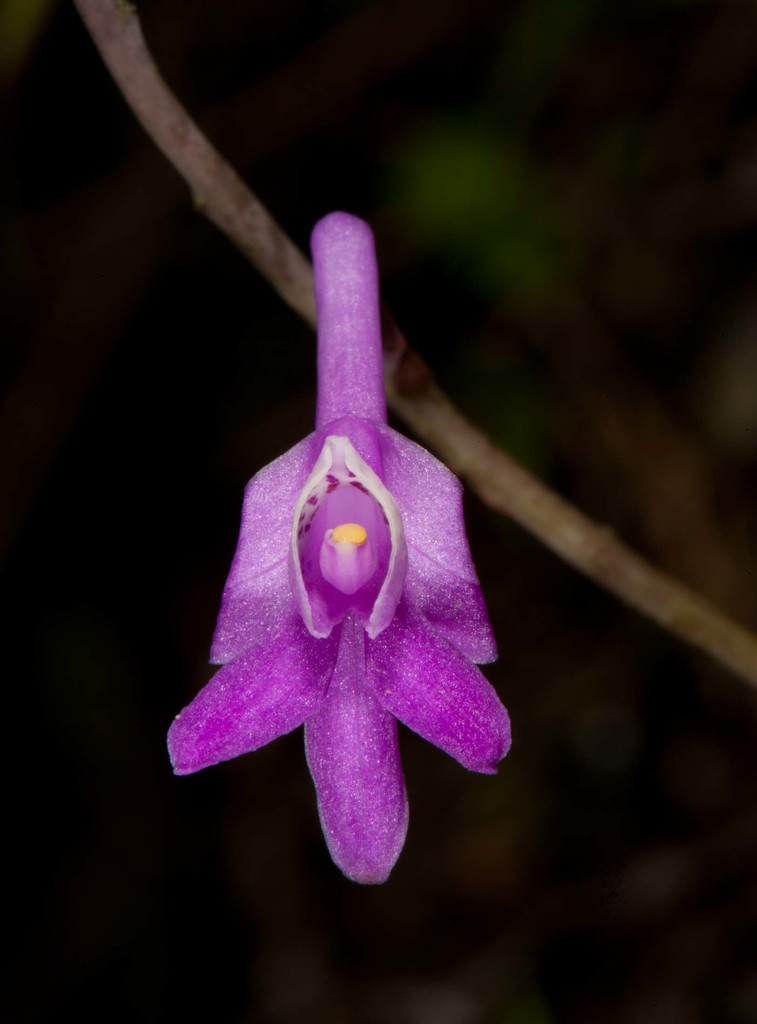 Anthogonium gracile (Anthogonium gracile)