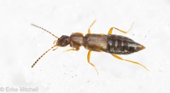 Carcinocephalus flavidus