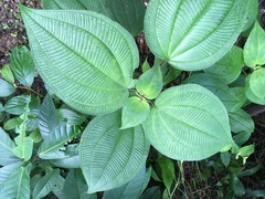 Miconia sciaphila