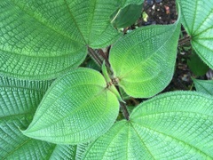 Miconia sciaphila