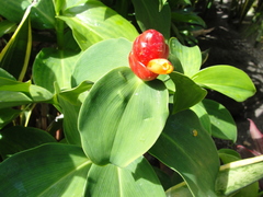 Costus woodsonii