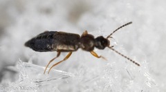 Carcinocephalus flavidus