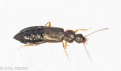 Carcinocephalus flavidus