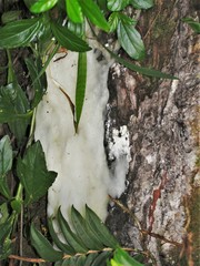 Dacryodes excelsa