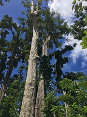 Dacryodes excelsa