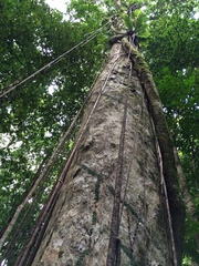 Dacryodes excelsa