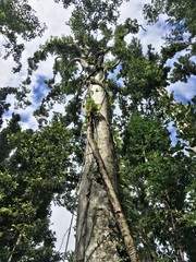 Dacryodes excelsa