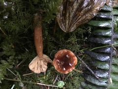 Lactarius substriatus
