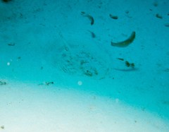 Urobatis jamaicensis