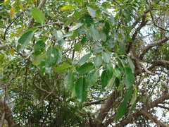 Ficus citrifolia