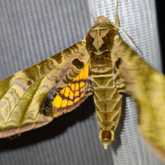 Protambulyx euryalus