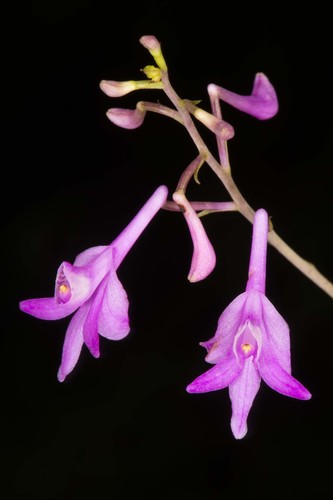 Anthogonium