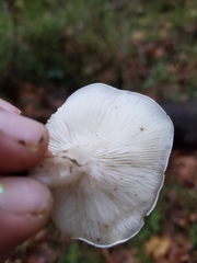 Clitocybe dealbata