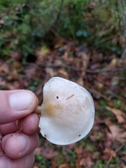 Clitocybe dealbata