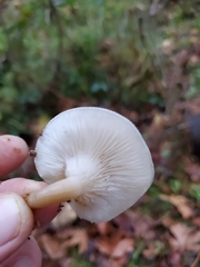 Clitocybe dealbata