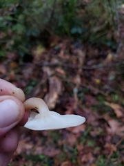 Clitocybe dealbata