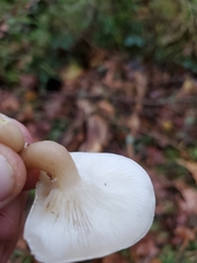 Clitocybe dealbata