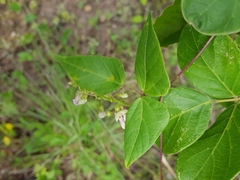 Phaseolus xanthotrichus