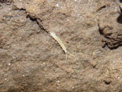 Scutigerella