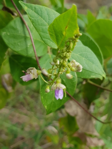 yellow-haired bean (Phaseolus xanthotrichus)