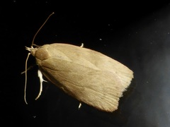 Phaeosaces coarctatella