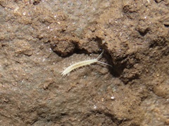 Scutigerella