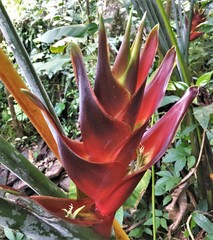 Heliconia caribaea