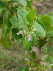 Phaseolus xanthotrichus