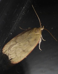 Phaeosaces coarctatella