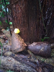 Couratari scottmorii