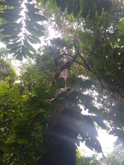 Couratari scottmorii