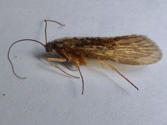 Rhyacophiloidea