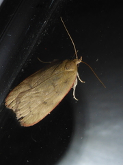 Phaeosaces coarctatella