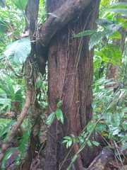 Couratari scottmorii