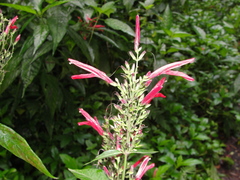 Dianthera secunda
