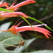 Lobelia kraussii 2