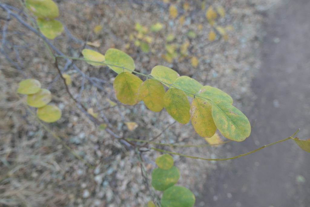 New Mexico locust from tree springs trailhead on October 20, 2020 at 05
